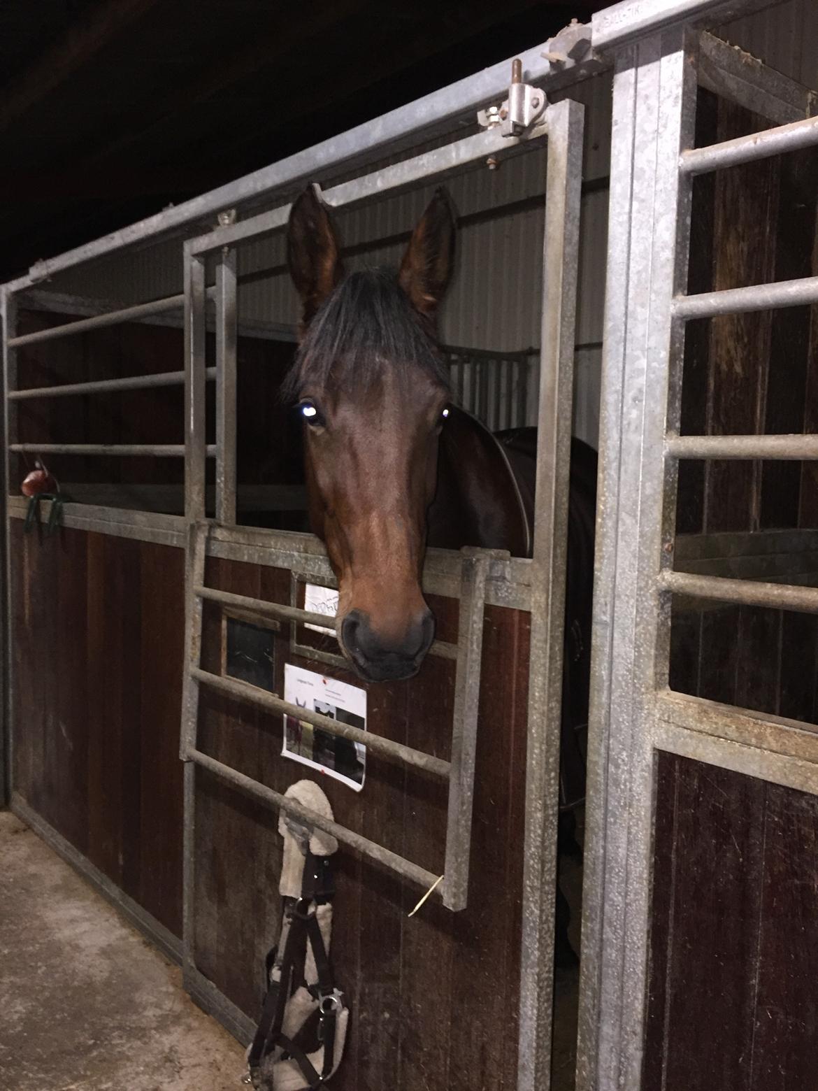 Traver Langesøs Fiona billede 16