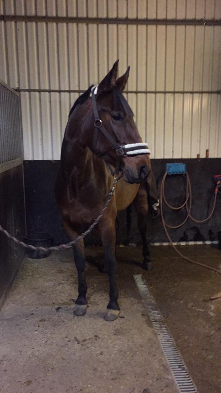 Traver Langesøs Fiona billede 13