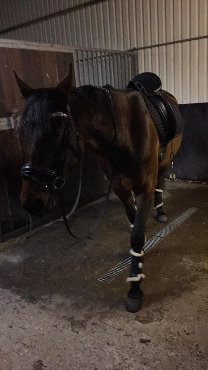 Traver Langesøs Fiona billede 11