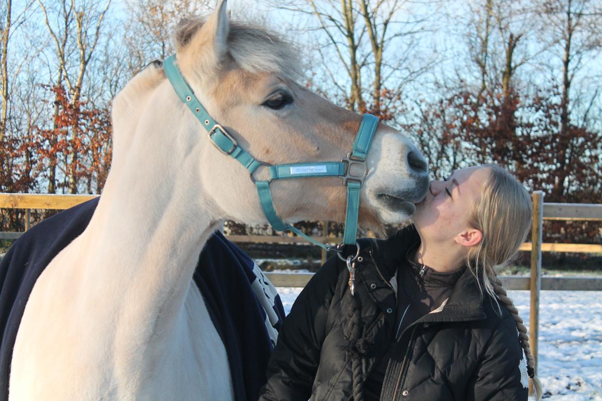 Fjordhest Åmosegaard's darling billede 1