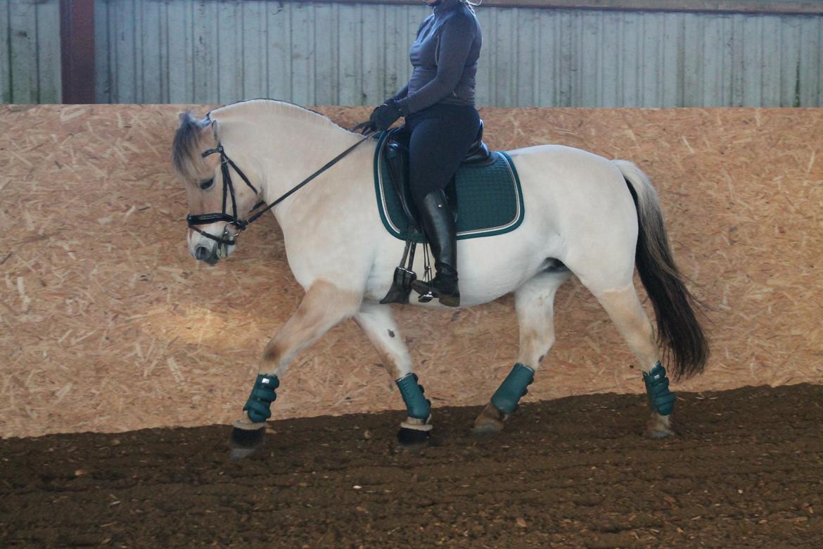 Fjordhest Åmosegaard's darling billede 20