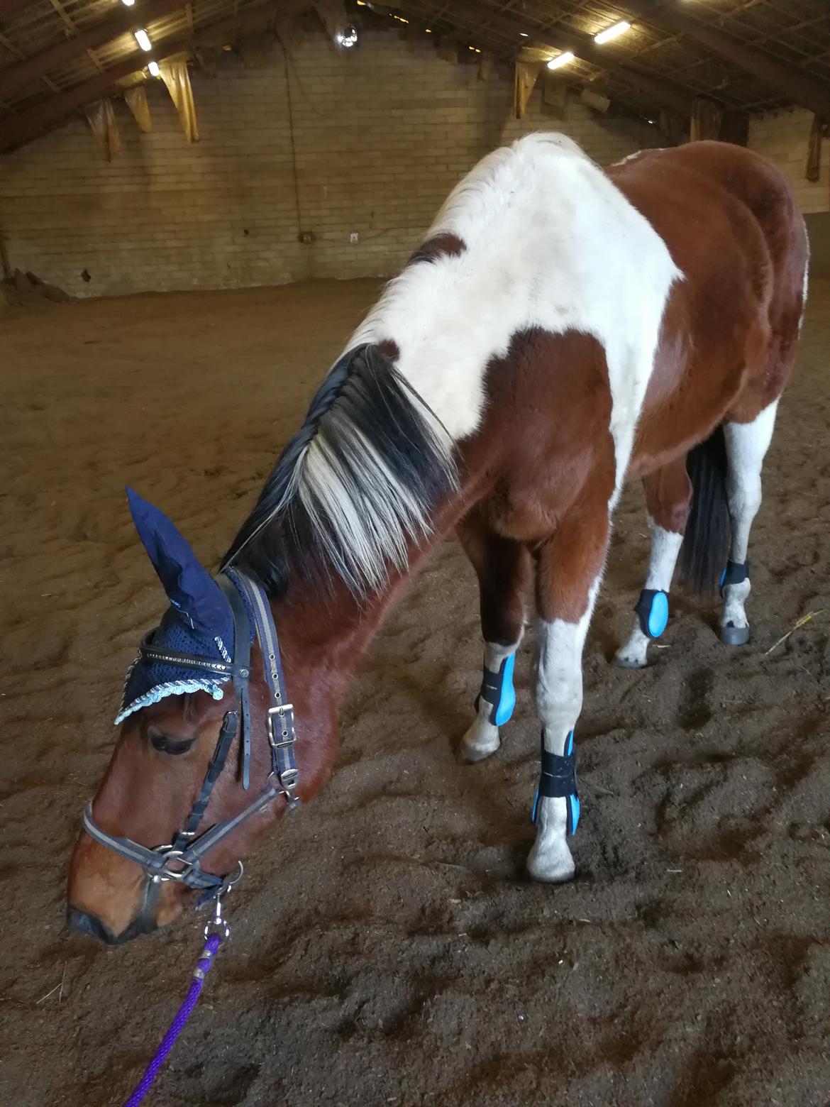 Pinto Kilgast's sofisticated billede 6