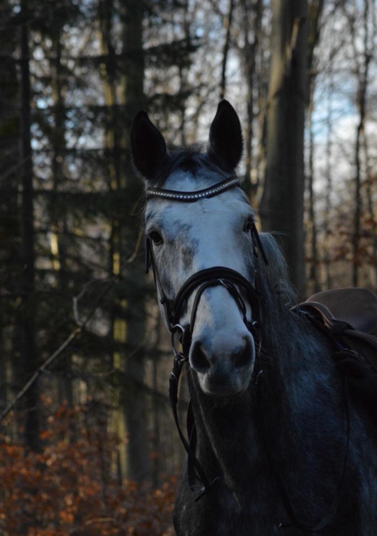 Holstener Casino's sweetheart billede 1