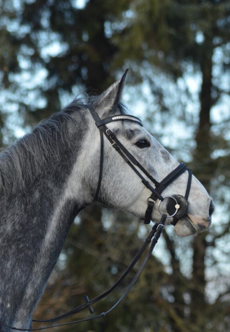 Holstener Casino's sweetheart billede 5