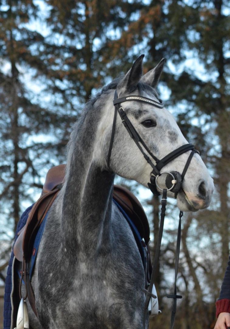 Holstener Casino's sweetheart billede 8