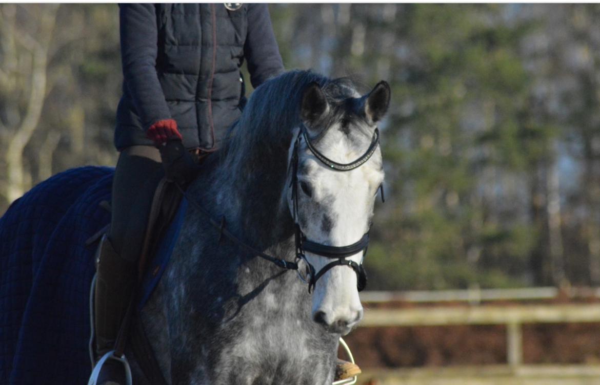 Holstener Casino's sweetheart billede 2