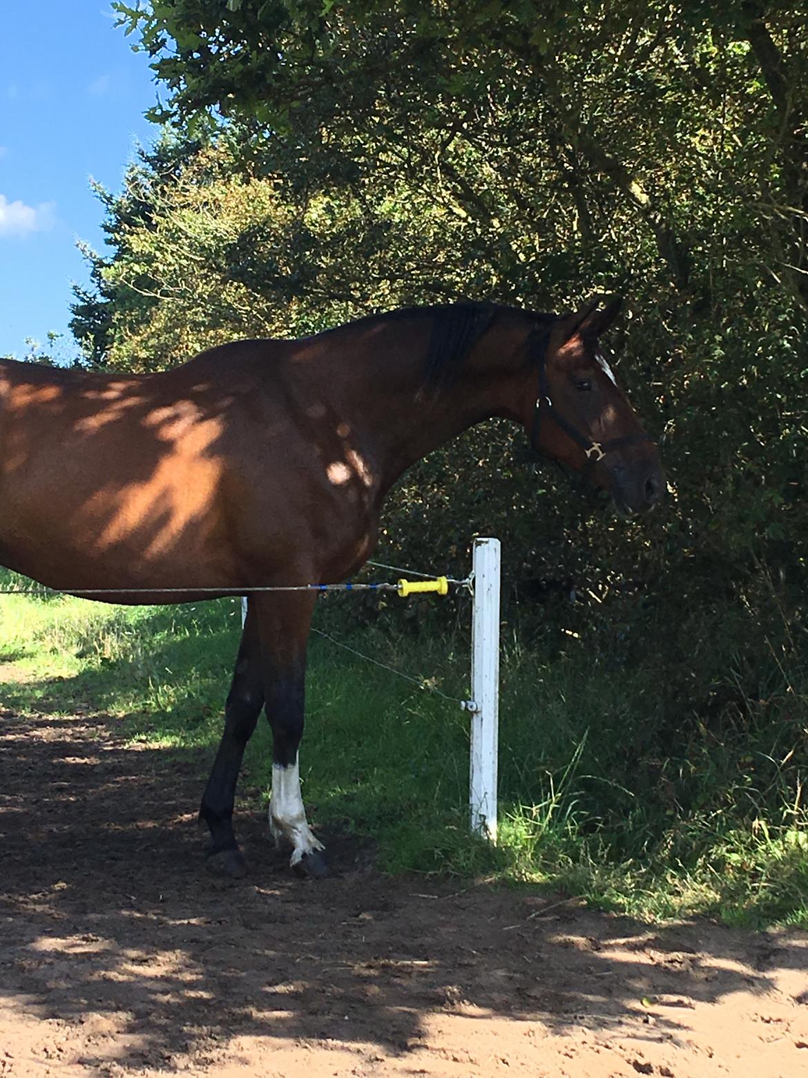 Trakehner Mølholm Eskobar  billede 1