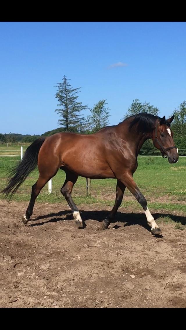 Trakehner Mølholm Eskobar  billede 2