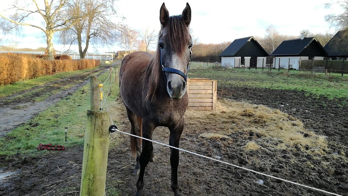 Arabisk fuldblod (OX) Grace billede 5