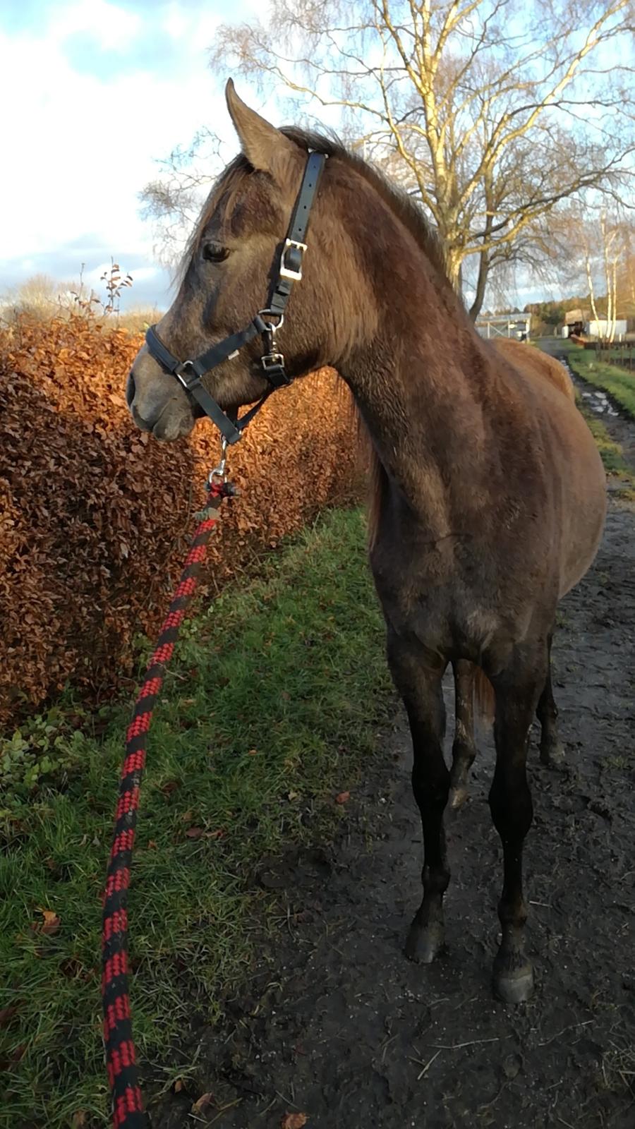 Arabisk fuldblod (OX) Grace billede 2