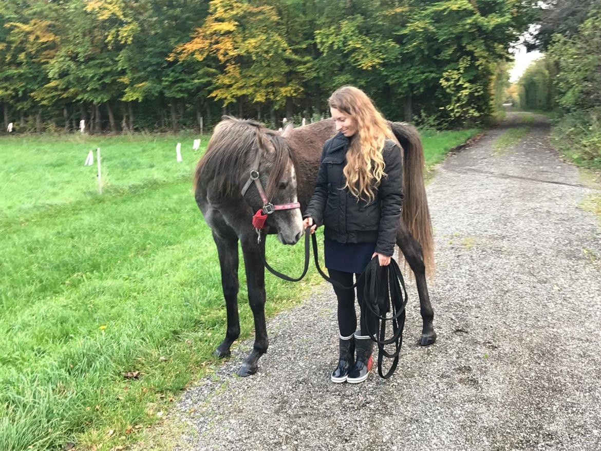 Arabisk fuldblod (OX) Grace billede 4