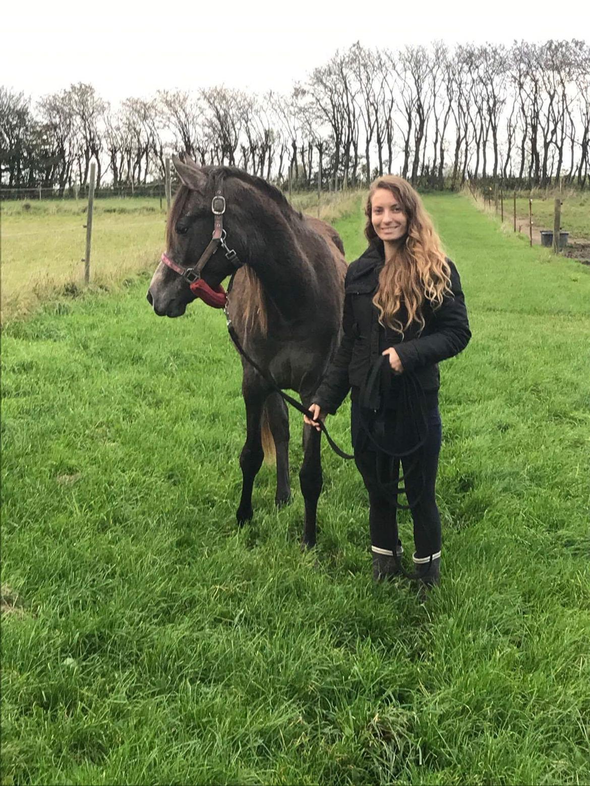 Arabisk fuldblod (OX) Grace billede 3