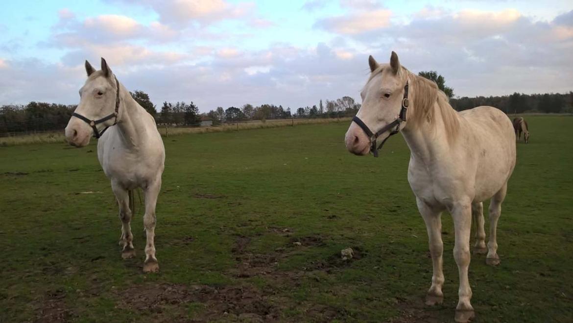 Knabstrupper Tjalfe af dutterup billede 2