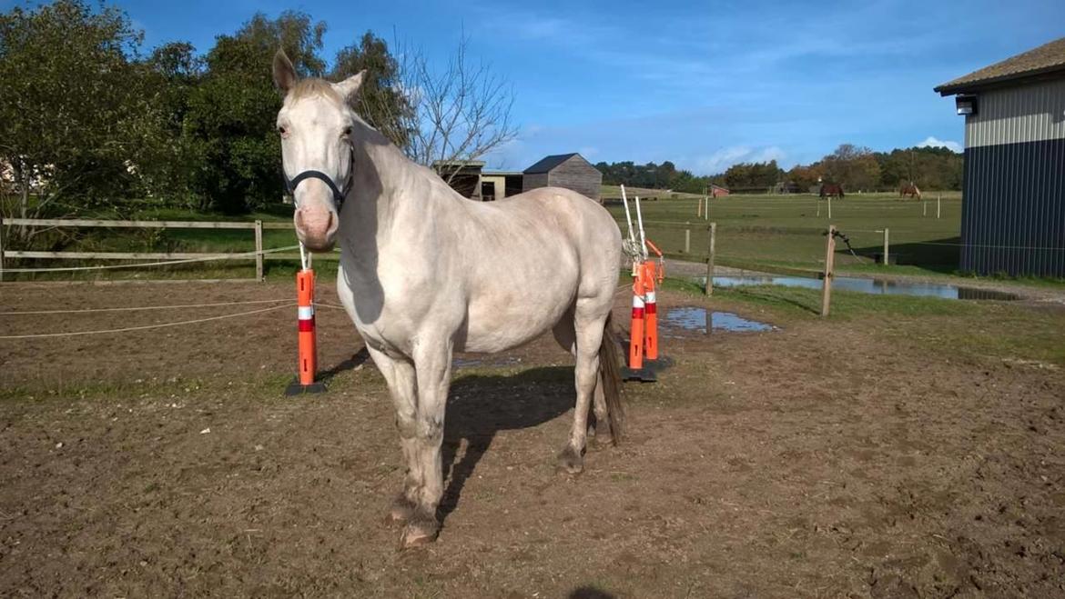 Knabstrupper Tjalfe af dutterup billede 4