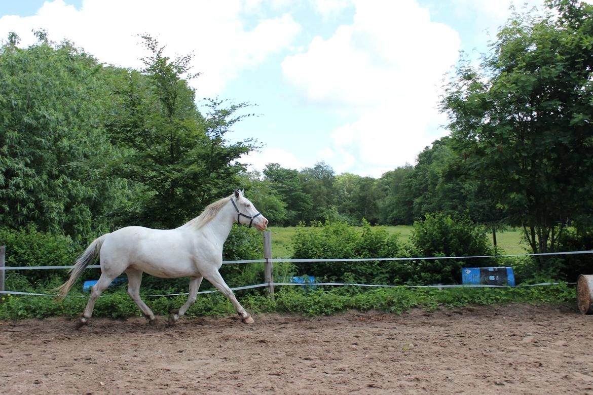 Knabstrupper Tjalfe af dutterup billede 6