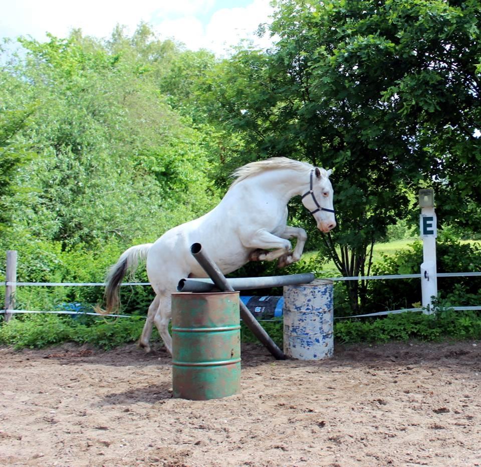 Knabstrupper Tjalfe af dutterup billede 7