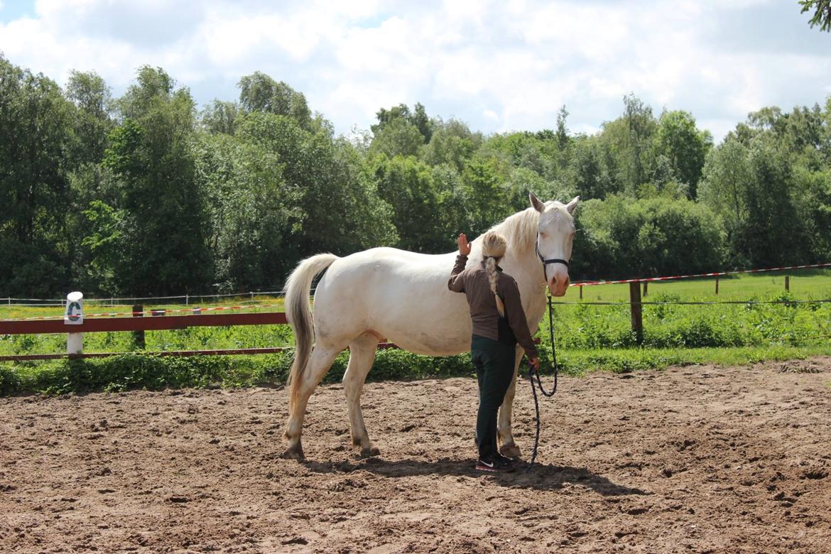 Knabstrupper Tjalfe af dutterup billede 8