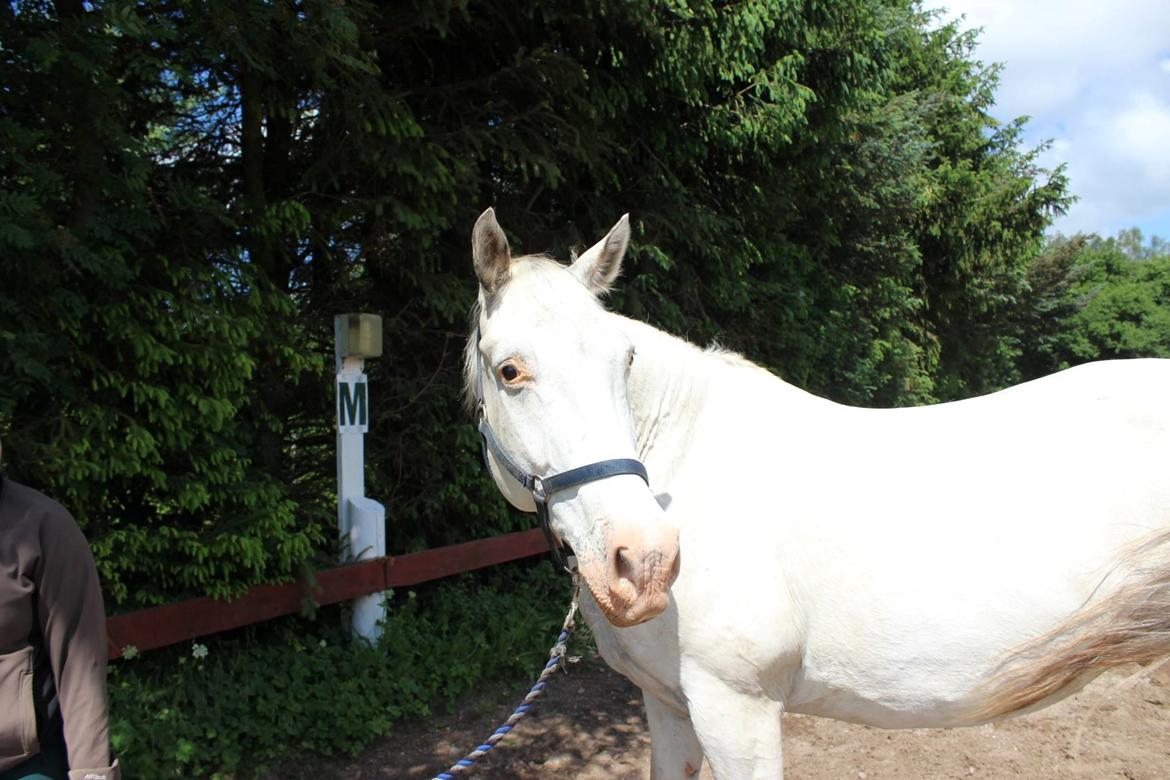 Knabstrupper Tjalfe af dutterup billede 9