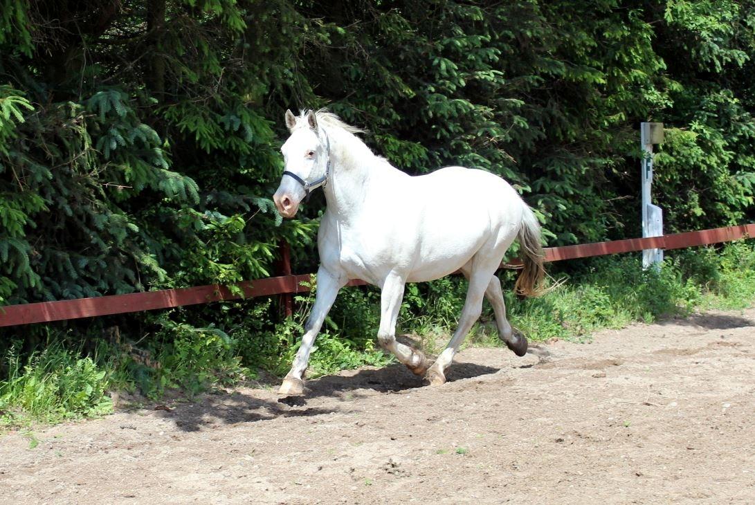 Knabstrupper Tjalfe af dutterup billede 10