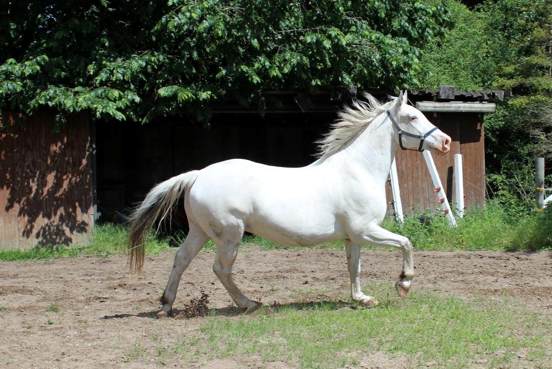 Knabstrupper Tjalfe af dutterup billede 1