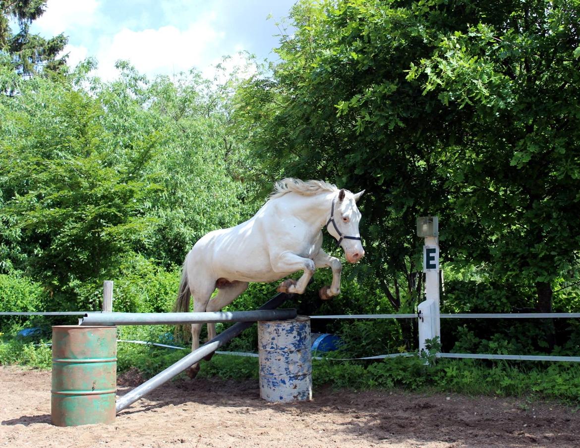 Knabstrupper Tjalfe af dutterup billede 11