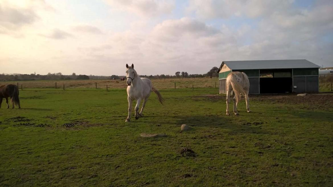 Knabstrupper Tjalfe af dutterup billede 3