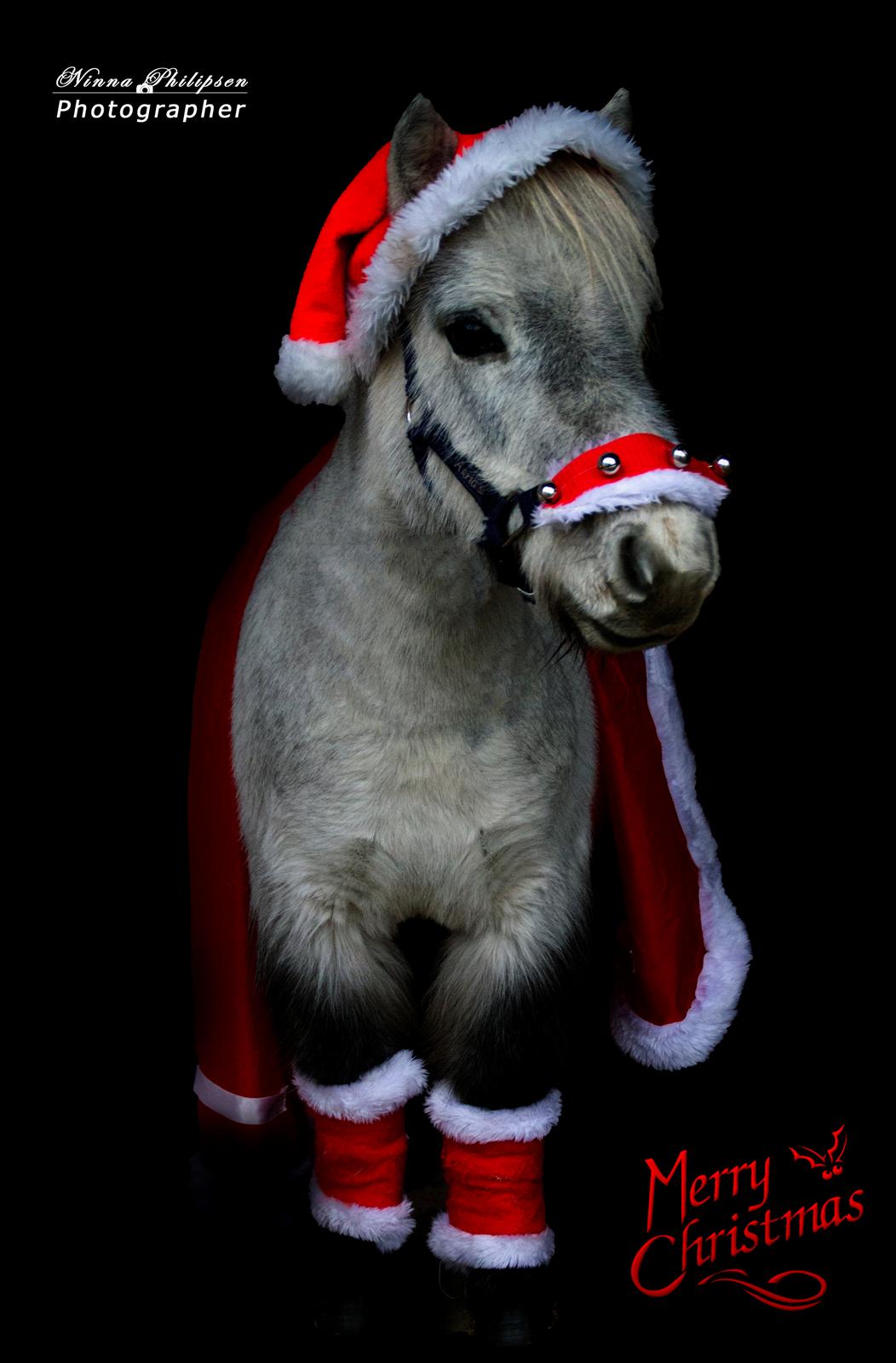 Miniature Máni billede 11