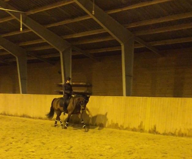 Traver Langesøs Fiona billede 17