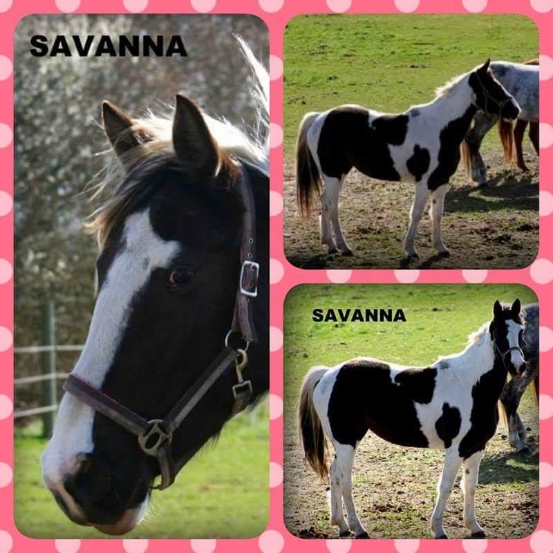 Pinto Savanna billede 11