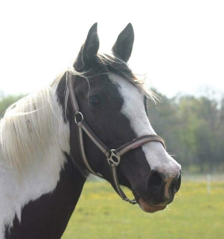 Pinto Savanna billede 12