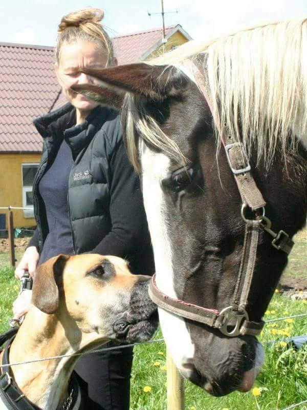 Pinto Savanna billede 15