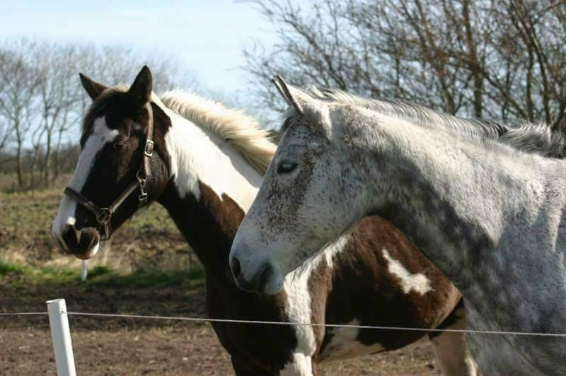 Pinto Savanna billede 16