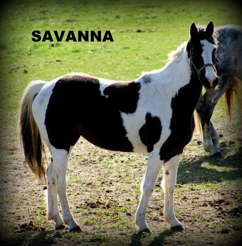 Pinto Savanna billede 18