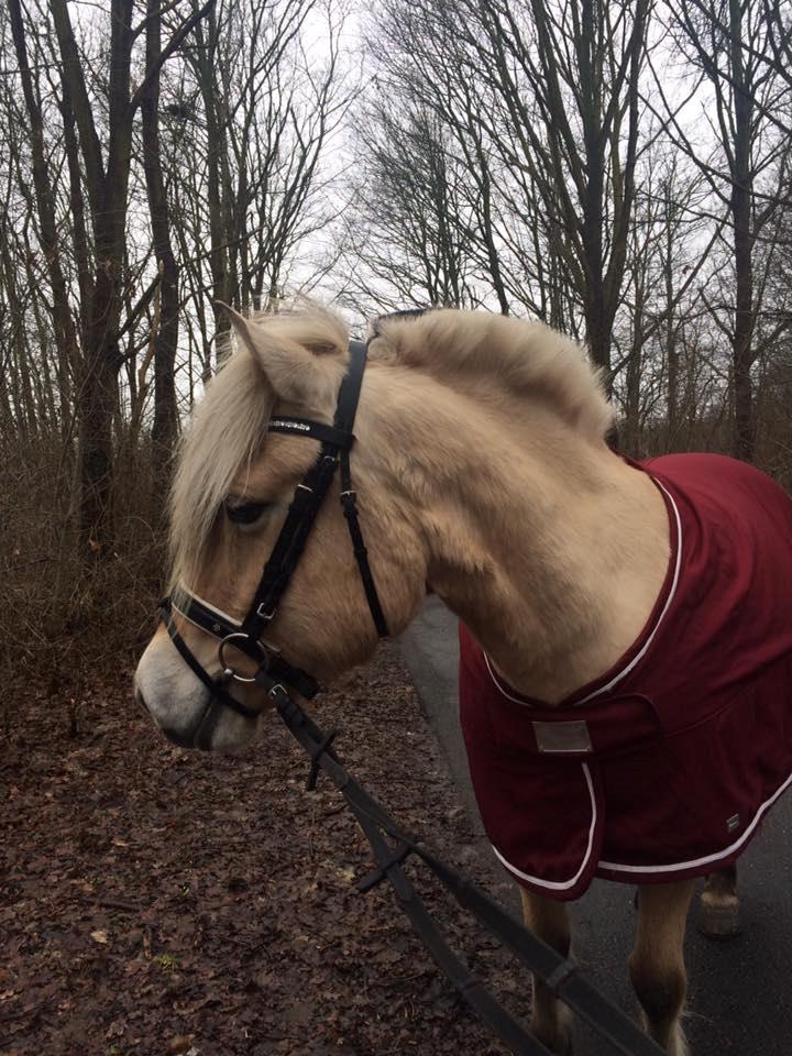 Fjordhest Ågerupgårds Neja <3 billede 20