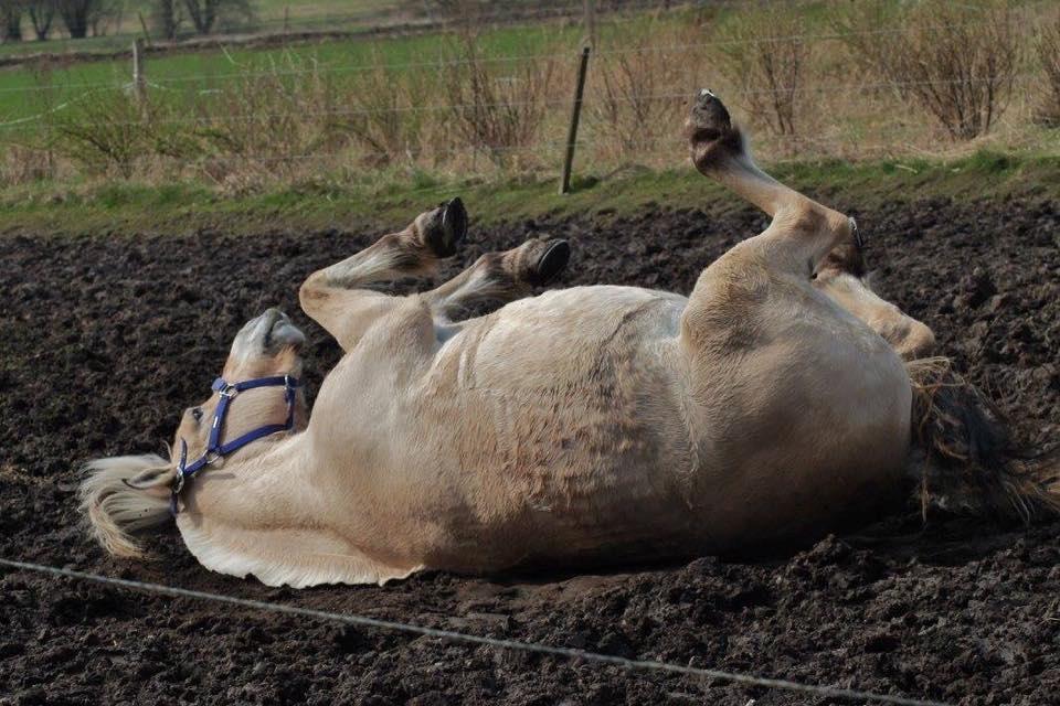 Fjordhest Ågerupgårds Neja <3 billede 17