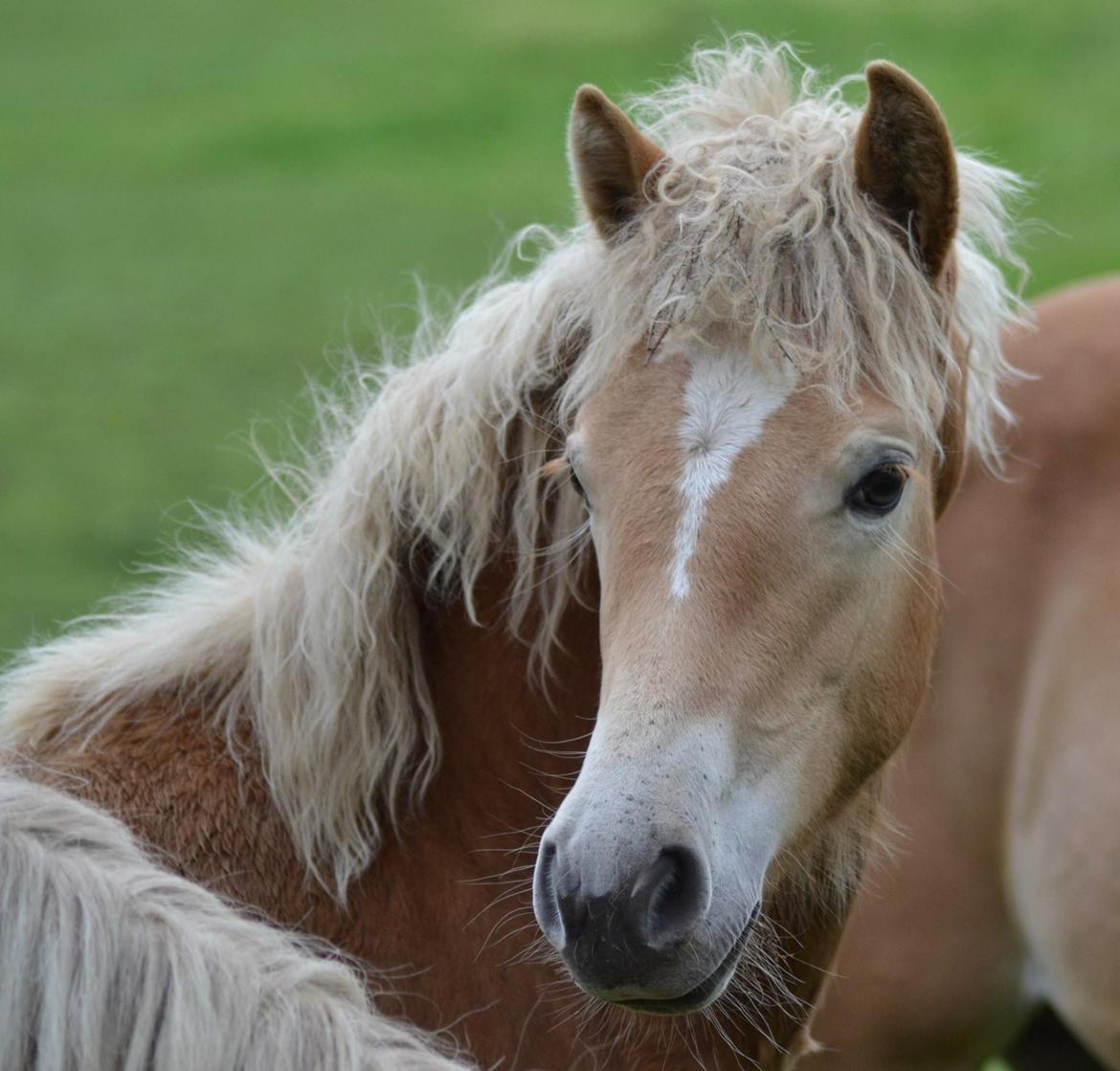 Haflinger Gro af Åtte bjerge billede 4