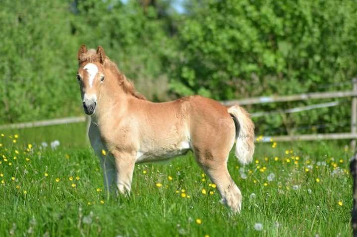 Haflinger Gro af Åtte bjerge billede 5