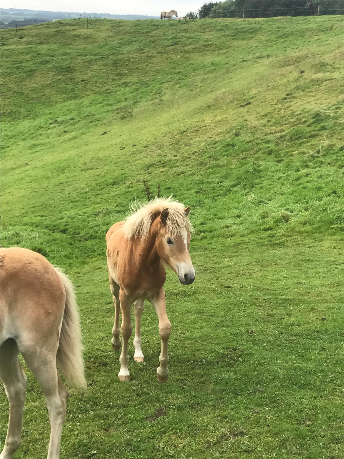 Haflinger Gro af Åtte bjerge billede 7