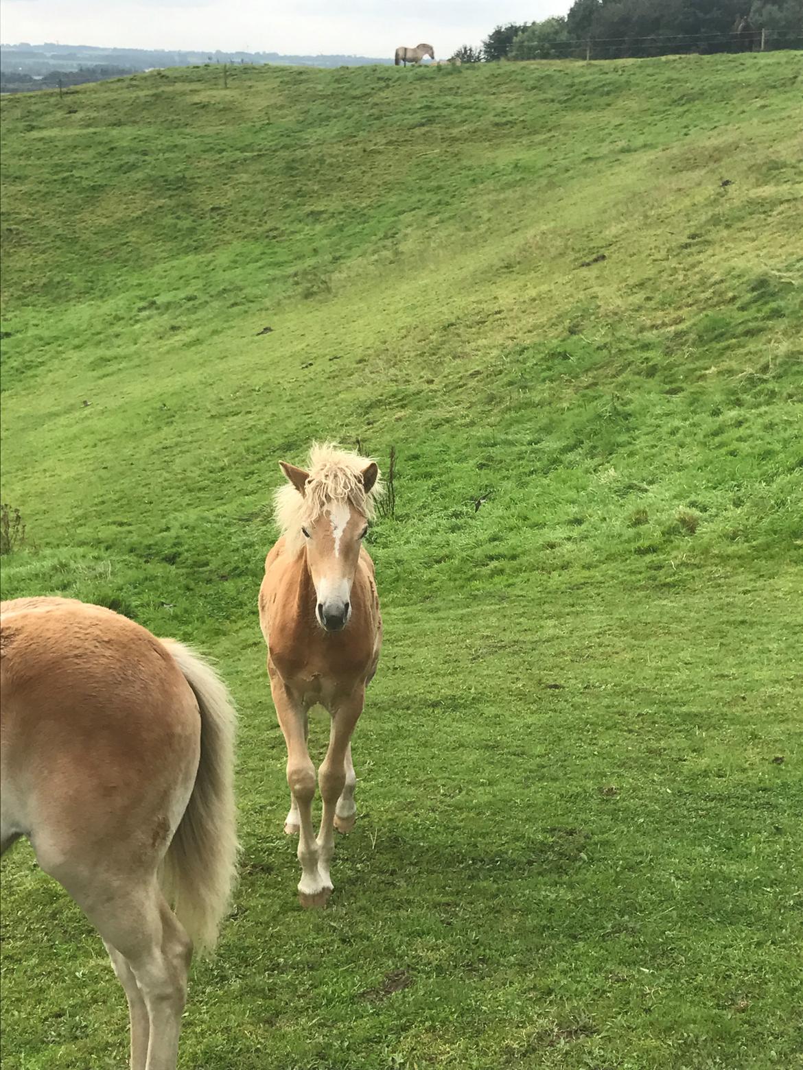 Haflinger Gro af Åtte bjerge billede 8