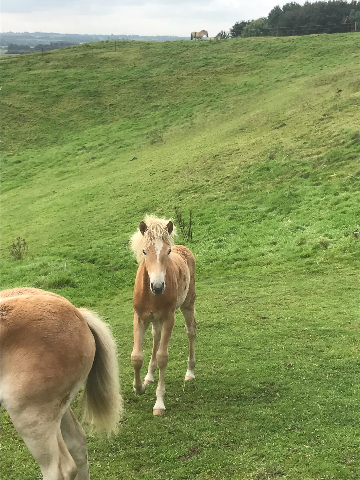 Haflinger Gro af Åtte bjerge billede 9