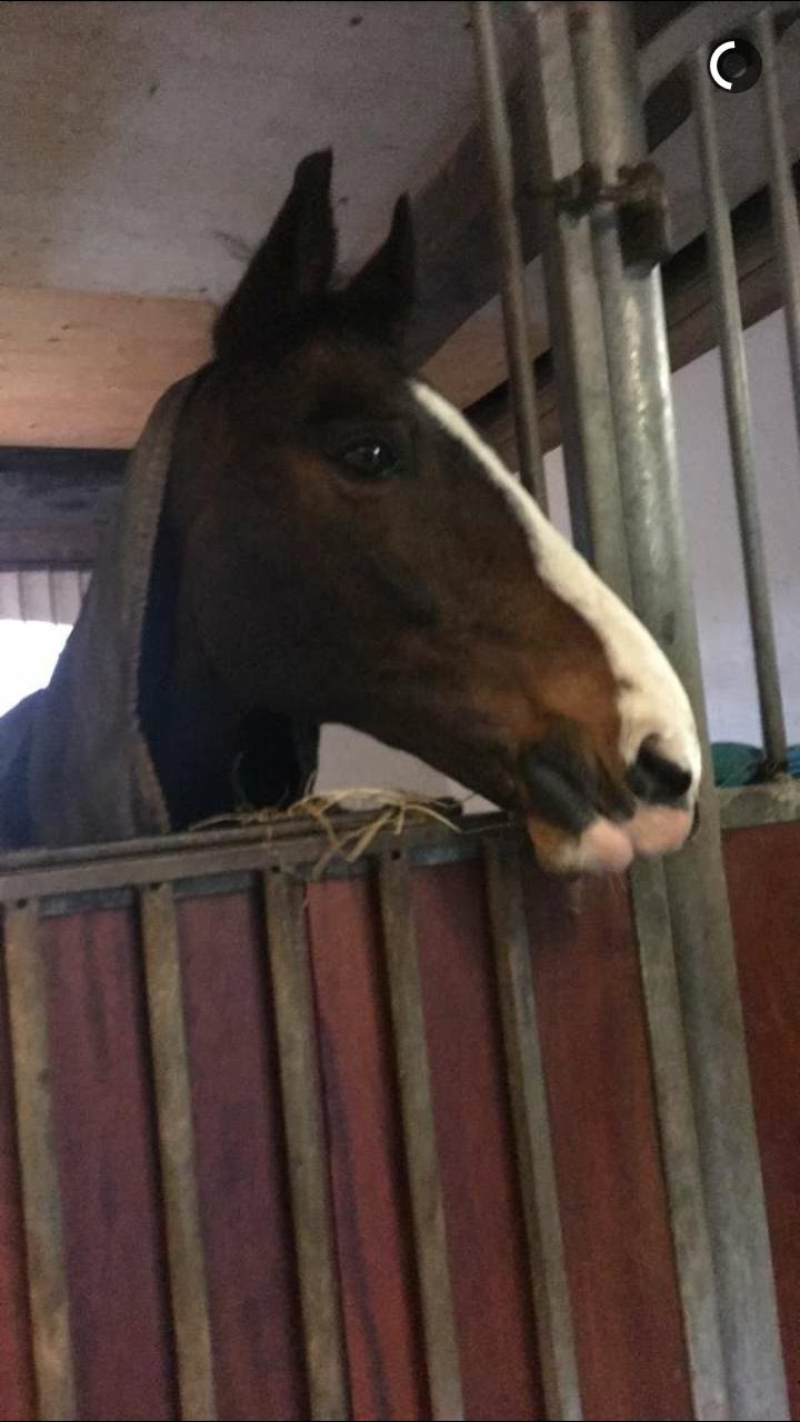 DSP Elmegaardens don-juan billede 1