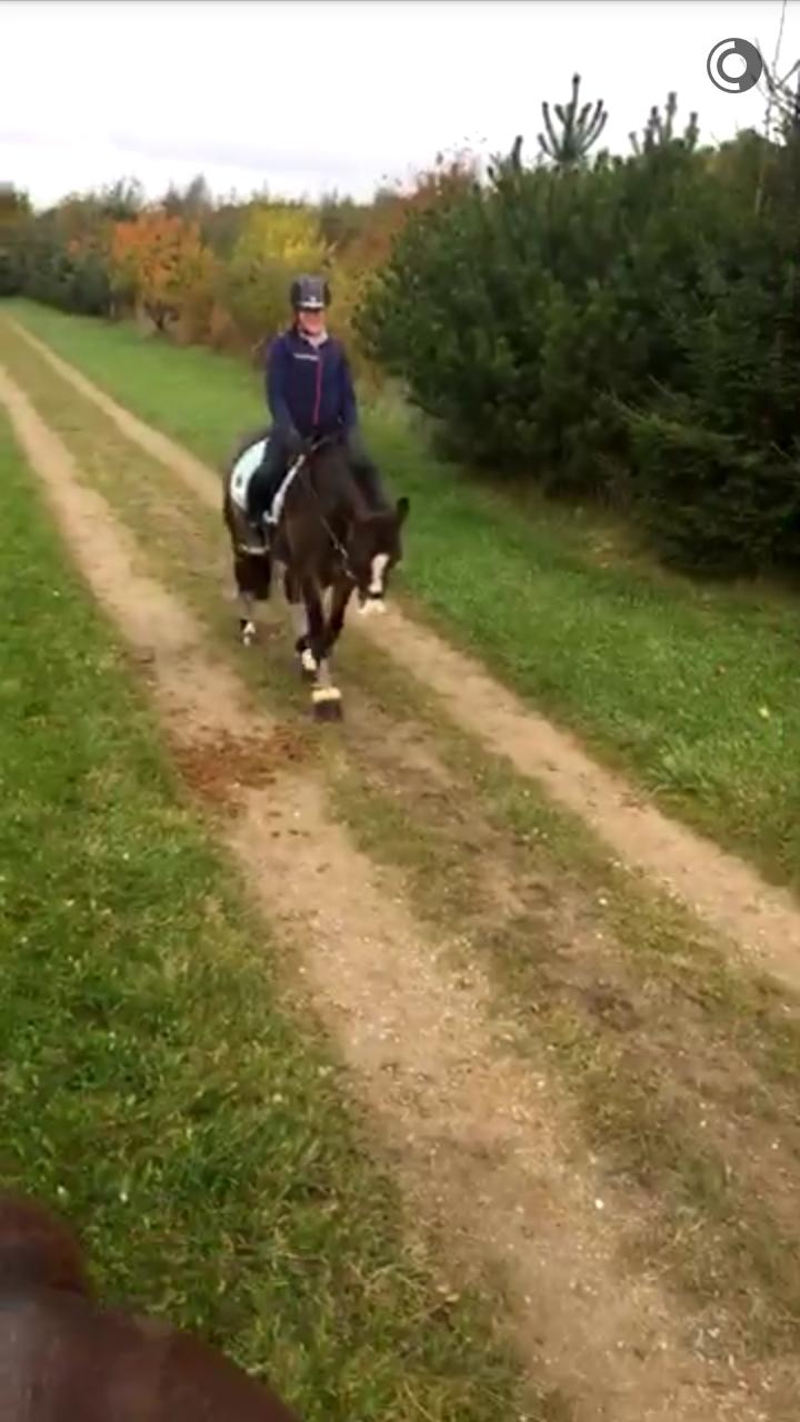 DSP Elmegaardens don-juan billede 2