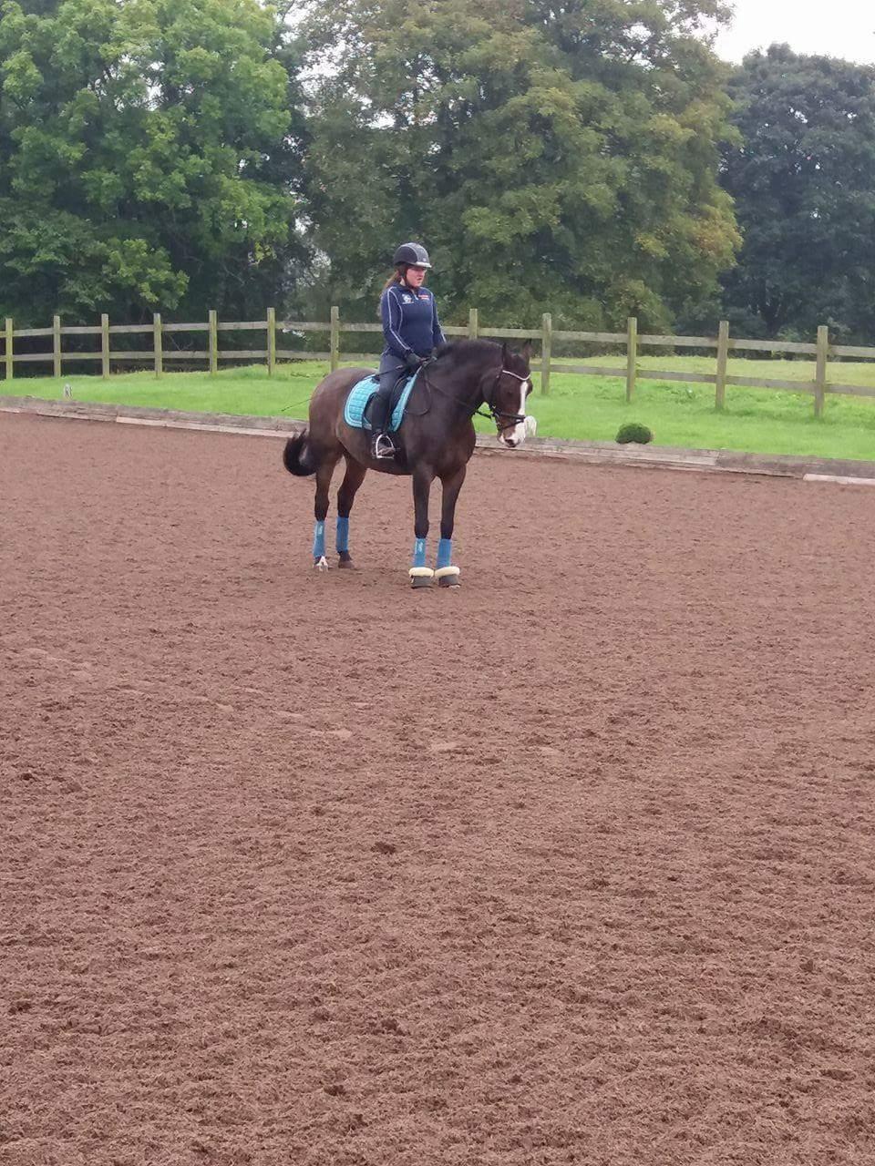 DSP Elmegaardens don-juan billede 4