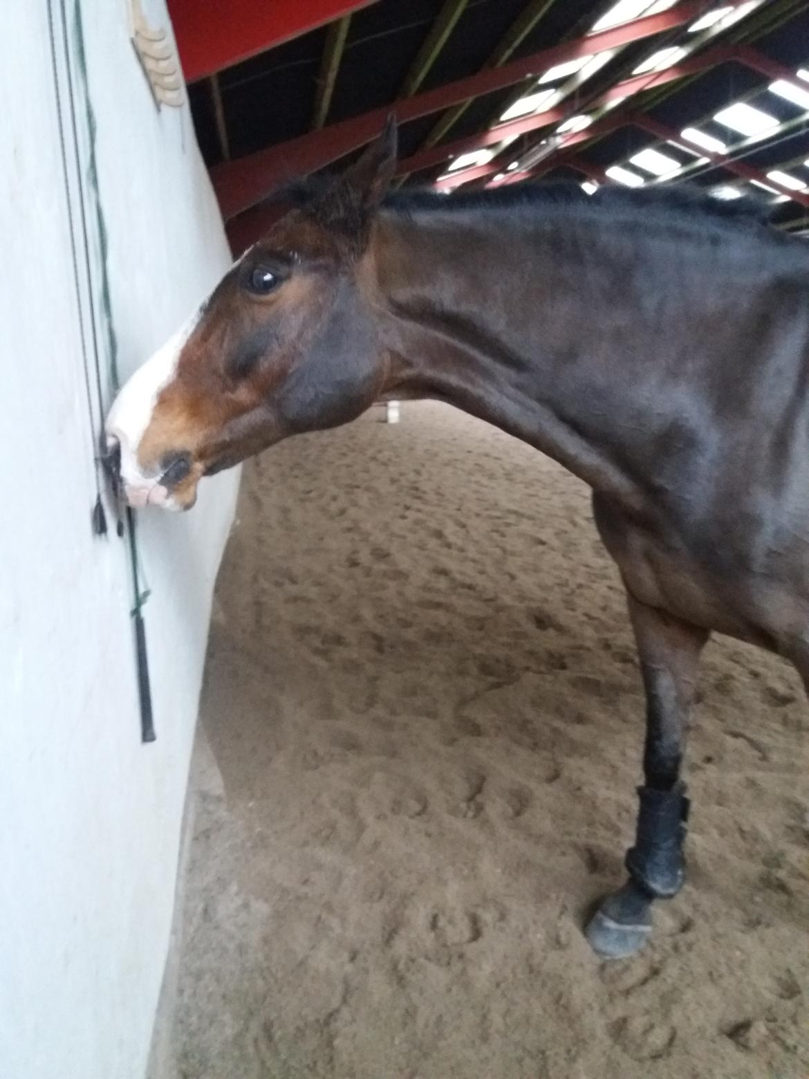 DSP Elmegaardens don-juan billede 5