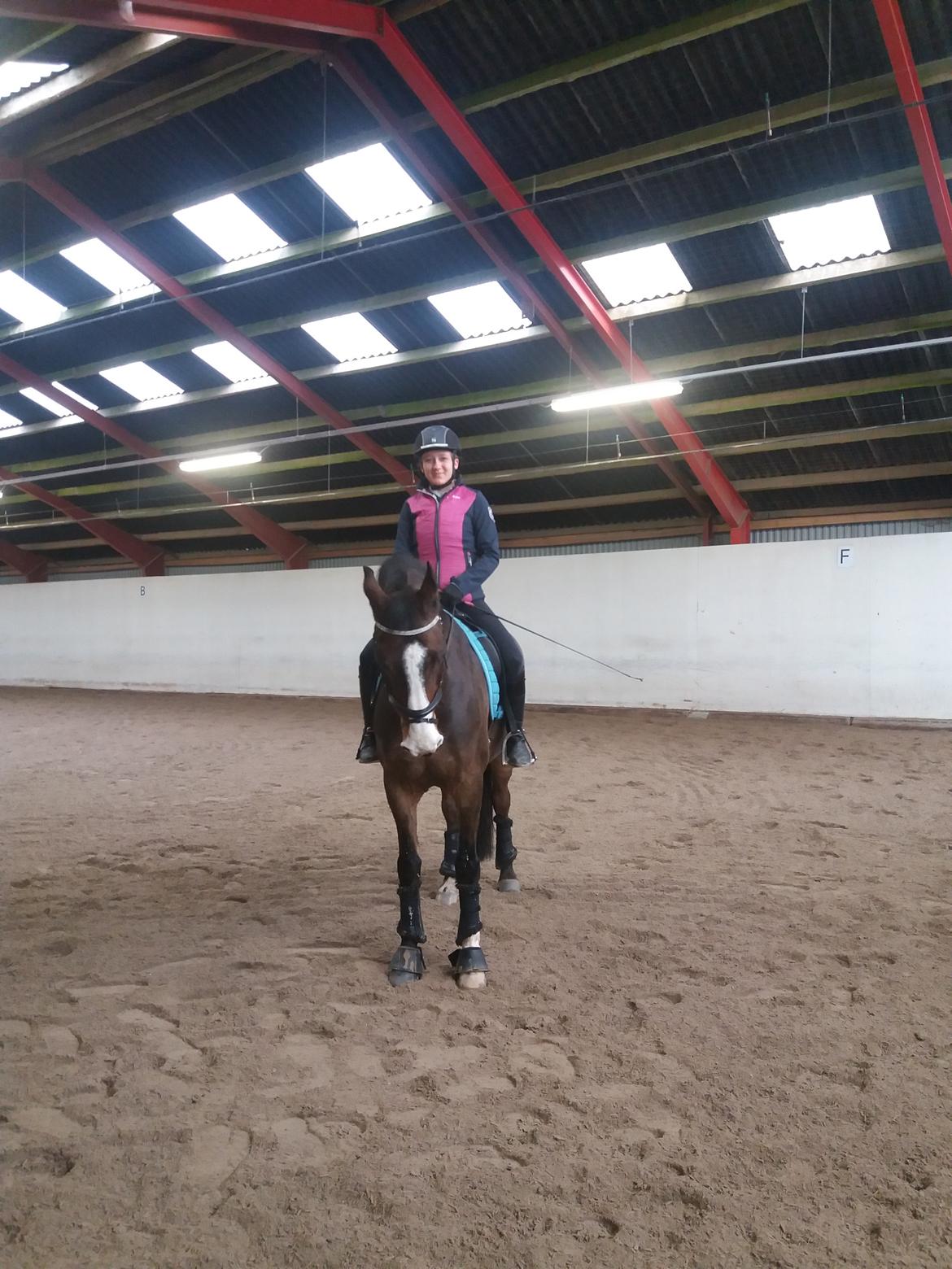 DSP Elmegaardens don-juan billede 8