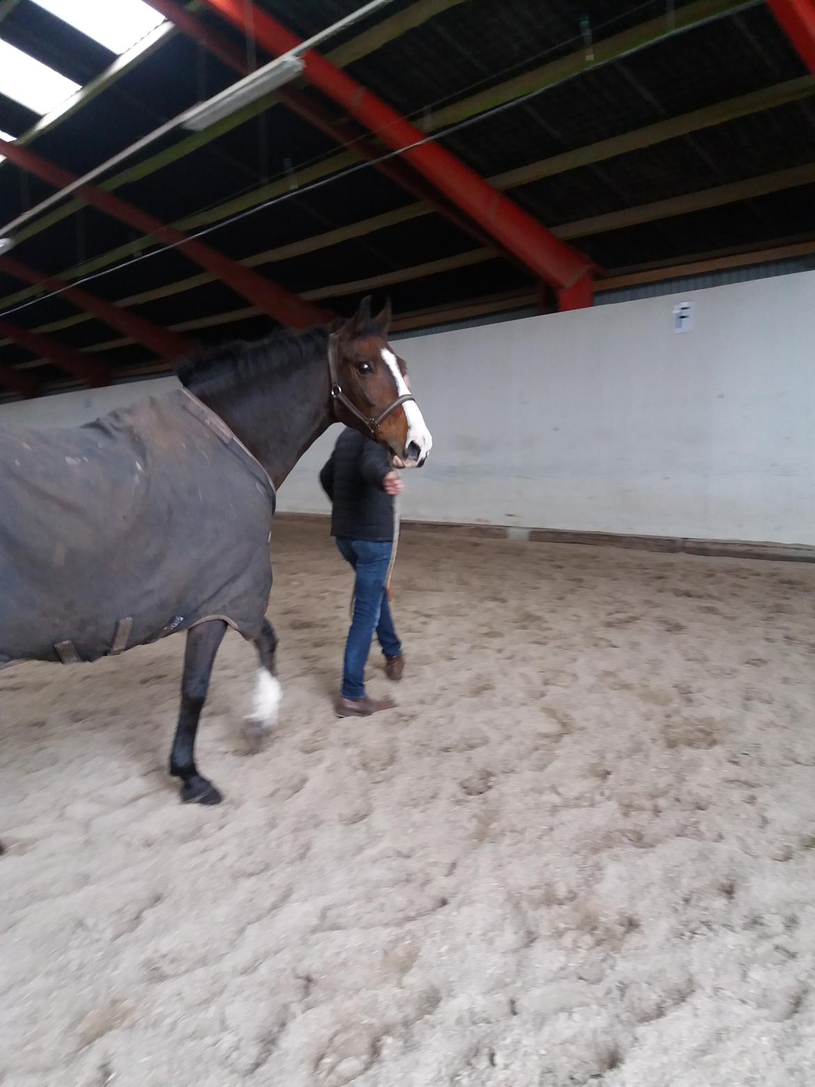 DSP Elmegaardens don-juan billede 9