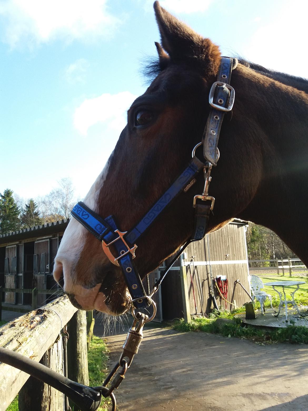 DSP Elmegaardens don-juan billede 10