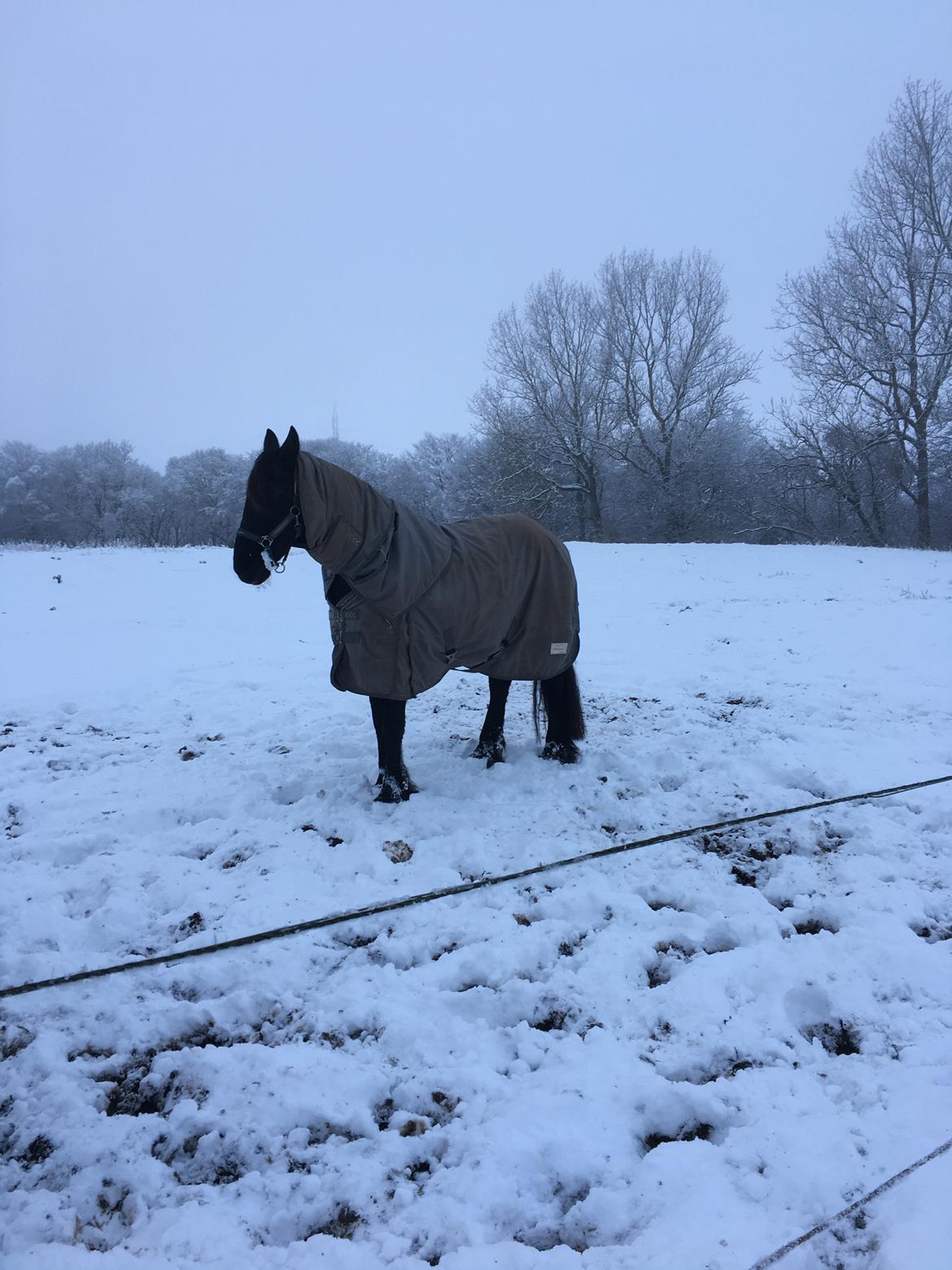 Frieser Tjitske maaike billede 2