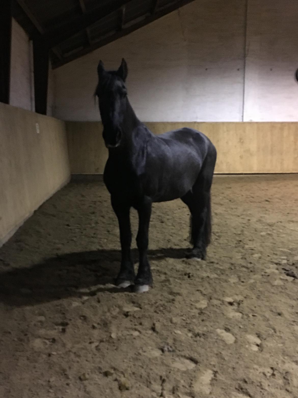 Frieser Tjitske maaike billede 3