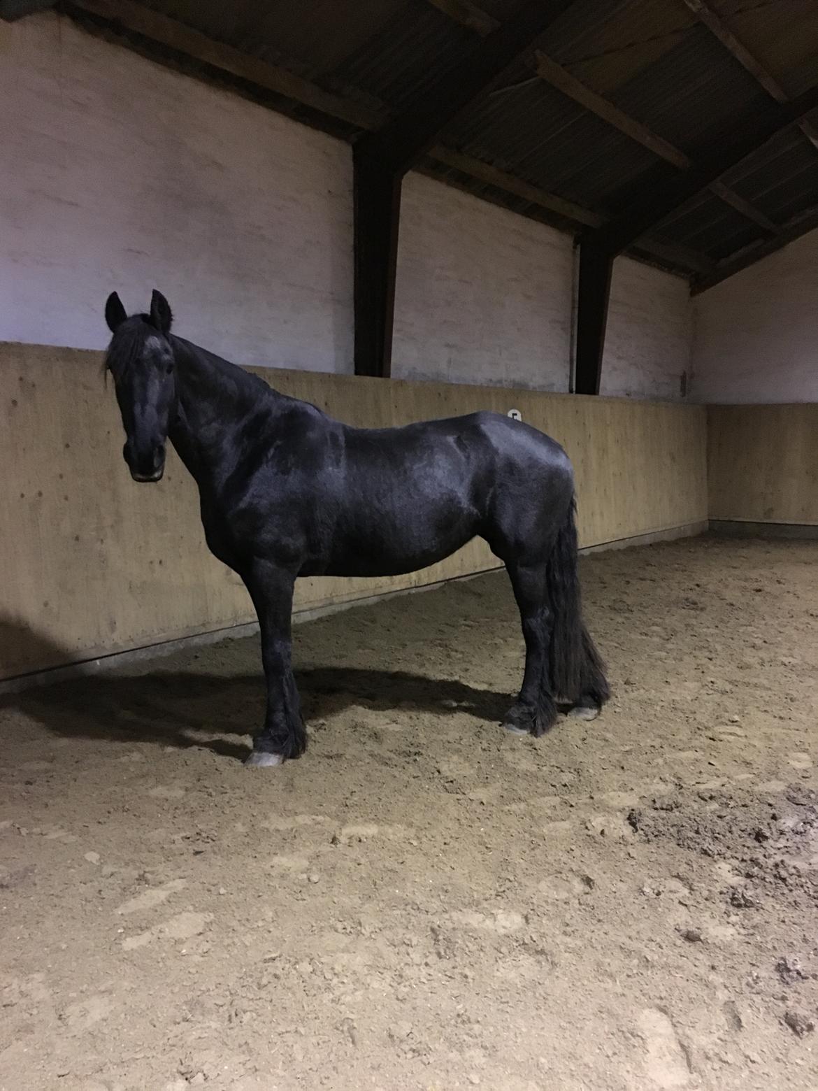Frieser Tjitske maaike billede 4
